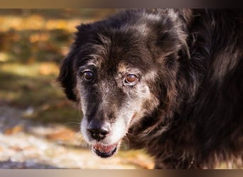 OldLady Srećka hat Sehnsucht nach Liebe
