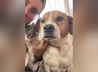 Sony ❤️ Familienhund mit großem Herzen