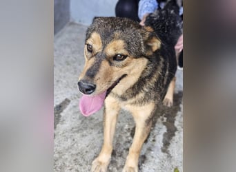 freundliche, liebevolle Mix-Hundedame Lizzy