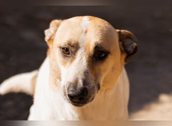 Liebe Nala möchte bei dir einziehen