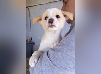 Welpin ♥Tina♥ hofft nun darauf ihre lieben & treuen Menschen zu finden