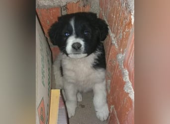 Sammy- jung, noch schüchtern - sucht seine feste Bindung