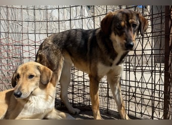 Klausi ❤️ sanft, sensibel + sucht Halt & Liebe