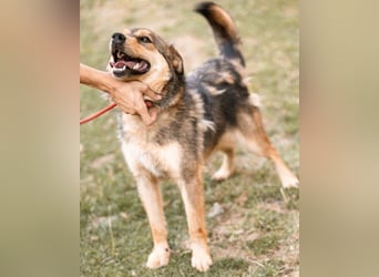 freundliche, liebevolle Mix-Hundedame Lizzy