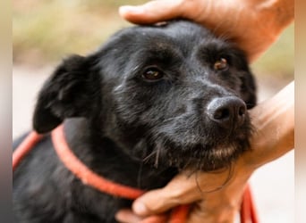 Traumhündin Ebony ❤️ verträglich, lieb, offen!