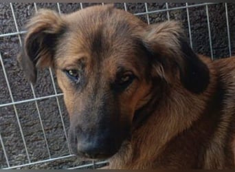 Schüchterne Crissi - braucht Liebe und Halt