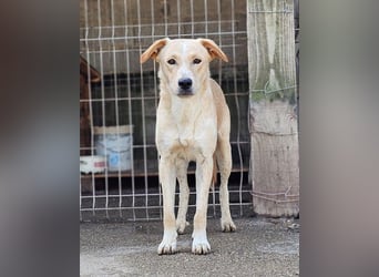 Bob wartet sehnsüchtig auf deine Anfrage