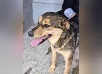 freundliche, liebevolle Mix-Hundedame Lizzy