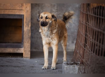 Ben ❤️ schmusiger, schüchterner Hundebub