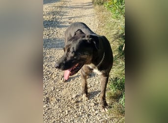 Goldige ♥ Godina ♥ kinderliebe, soziale Hündin