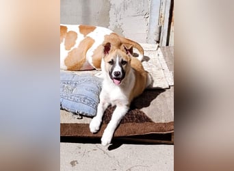 Ella ❤️ super liebes, junges Hundemädchen