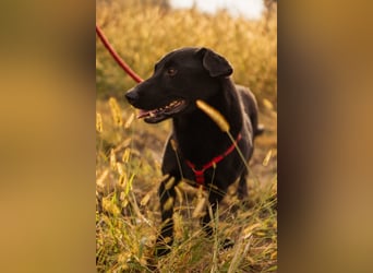 Blacky Aron ♥️ so verschmuster & verspielter Rüde