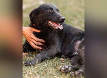 CHUNA❤️freundliche, neugierige & absolut liebenswerte Schmusepfote