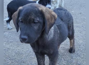 Notfellchen SHADOW❤️in 69198 Schriesheim, dringend Not-PS oder Für-Immer-Zuhause gesucht