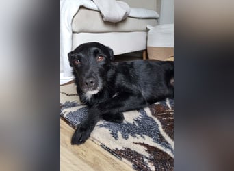 LEMMY❤️in 21075 Hamburg: ein harmonischer, treuer Begleiter sucht sein Happy End