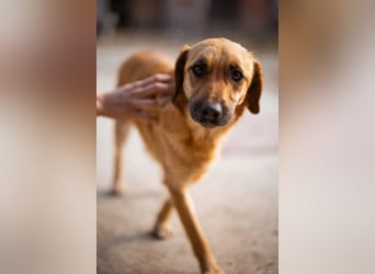 Liebenswerte ♥Luna♥ herzliche, verkuschelte, verspielte, soziale, rundum tolle Familienhündin