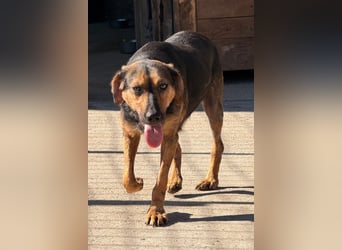 Wundervolle Aylini sucht eine Familie