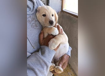 Klein ♥Luan♥ fröhlicher, neugieriger Welpenbub