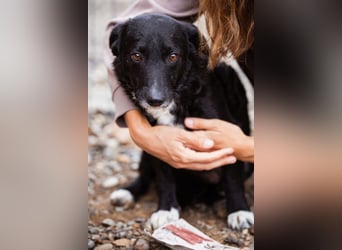 BOBI❤️sanfter, liebevoller & treuer Schatz sucht ein Zuhause voller Liebe!