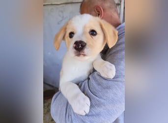 Engelchen ♥ Elfie ♥ zarte, lebensfrohe, neugierige Welpin