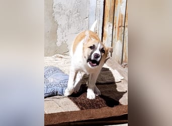 Ella ❤️ super liebes, junges Hundemädchen