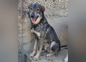 Mili-HSH-Rüde: braucht Liebe & Vertrauen