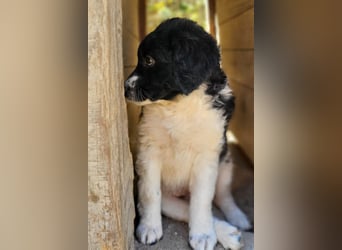 Süße Welpin ♥Suki♥ sucht ihre Menschen