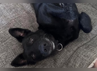 Ebony ❤️ wartet in 51469 Bergisch Gladbach auf dich