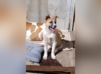 Ella ❤️ super liebes, junges Hundemädchen