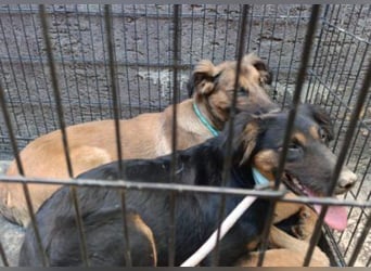 Kleine, schüchterne Vaiana = sucht Liebe und Treue