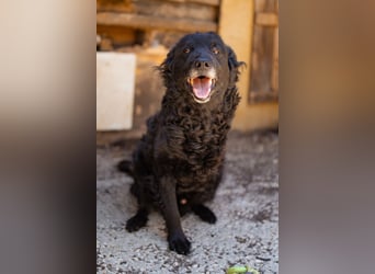 Nox ❤️ liebevoller Kämpfer auf 3-Beinen