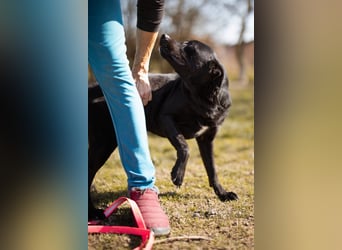 Coolio - wunderbar fröhlicher aktiver Bub