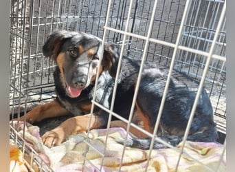 Kleine, schüchterne Vaiana = sucht Liebe und Treue