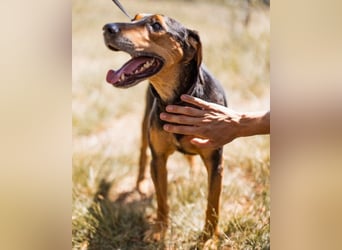 Jasco ❤️ neugierig, lebhaft & verspielt