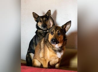 Fibi - eine sanfte Fellnase mit Charakter