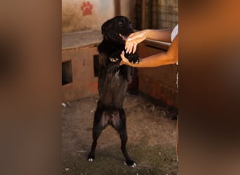 SHADOW❤️freundlicher, sanfter, treuer Familienhund