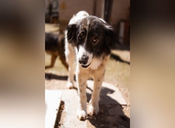 ♥Milla♥ liebe, ruhige Hündin auch kinder- und katzenfreundlich