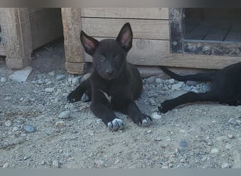 Zuckerschnute YVETTE❤️fröhliches, verkuscheltes Welpenmädchen sucht ihr Für-Immer-Körbchen
