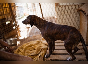Lieber Baileys ❤️ hübscher, sensibler Bub!