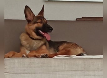 Liebevolles Fellnäschen Bebo -  liebt jeden, ob Mensch, Hund oder Katze