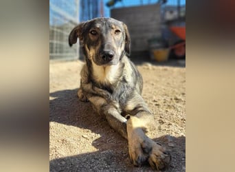 Mili-HSH-Rüde: braucht Liebe & Vertrauen