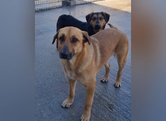 Wundervolle Aylini sucht eine Familie