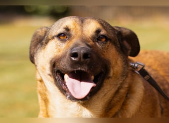 Good-Boy LINO❤️zutraulich, sozial & aufgeschlossen