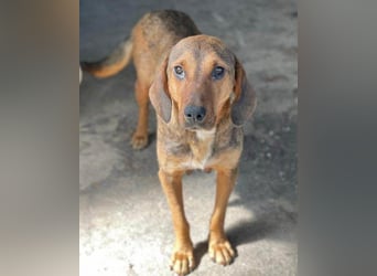 Reina in 01640 Coswig