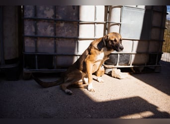 Liebste Lisa - die pure Lebensfreude auf 4 Pfoten