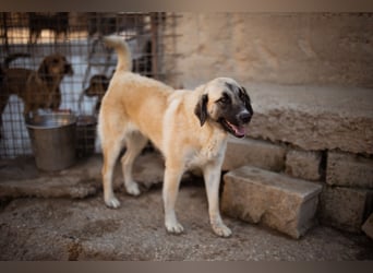 Sofia ♥️ liebe und aktive HSH-Mix-Junghündin