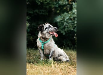 Besonderer Fendi sucht seine Familie