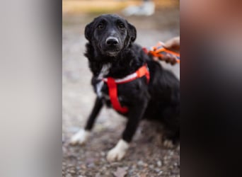 Betty ❤️ kuschlige, verspielte junge Hundedame