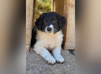 Süße Welpin ♥Suki♥ sucht ihre Menschen