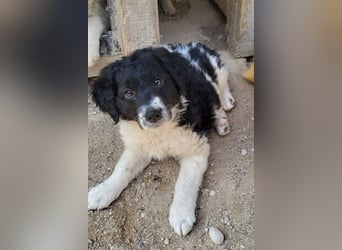 Süße Welpin ♥Suki♥ sucht ihre Menschen